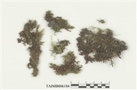 藏品(耳葉蘚屬)的圖片